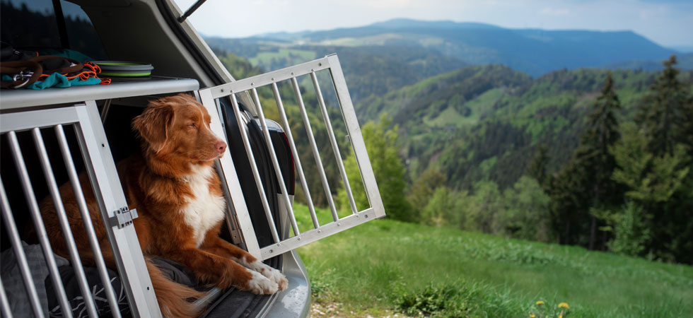 Hund im Auto: Darauf müssen Sie achten